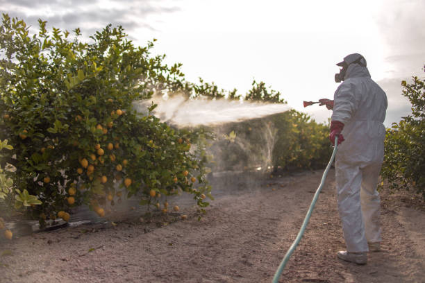 Best Termite Control Services  in Urbancrest, OH