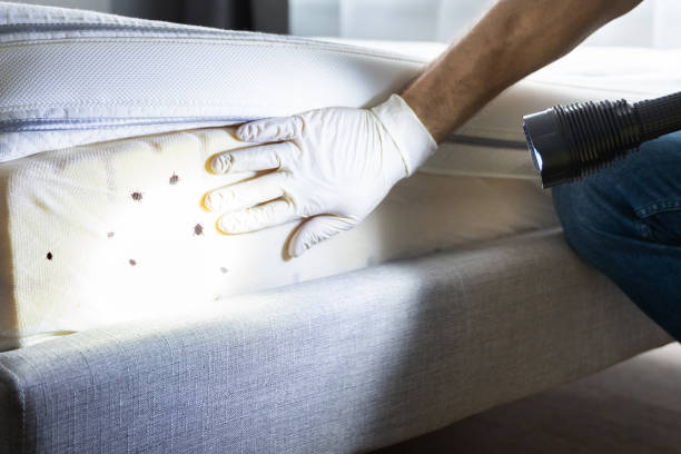 Wasp Removal Services in Urbancrest, OH
